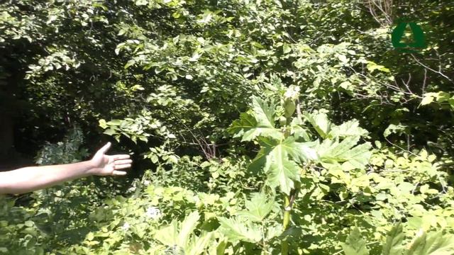 В Парке Лесоводов Уфы нашли опасное растение. Борщевик Сосновского может оставлять химические ожог смотреть онлайн