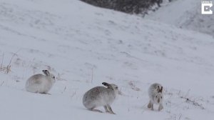 Зайцы в горах дерутся за самку