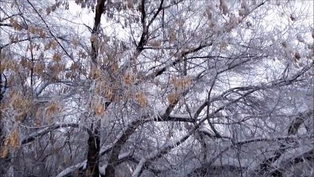 КЛЁНЫ ЗИМОЙ *ЗИМНЯЯ СКАЗКА* смотреть онлайн