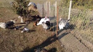 Индюки//как вырастить индюка//самая красивая птица на вашем подворье// условия содержания