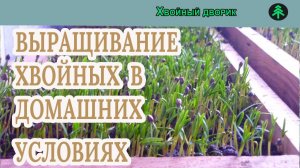 Размножение хвойных растений в домашних условиях? питомник "Хвойный дворик" вопрос-ответ.