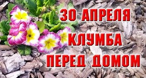 30 апреля. Клумба перед домом зеленеет и цветет