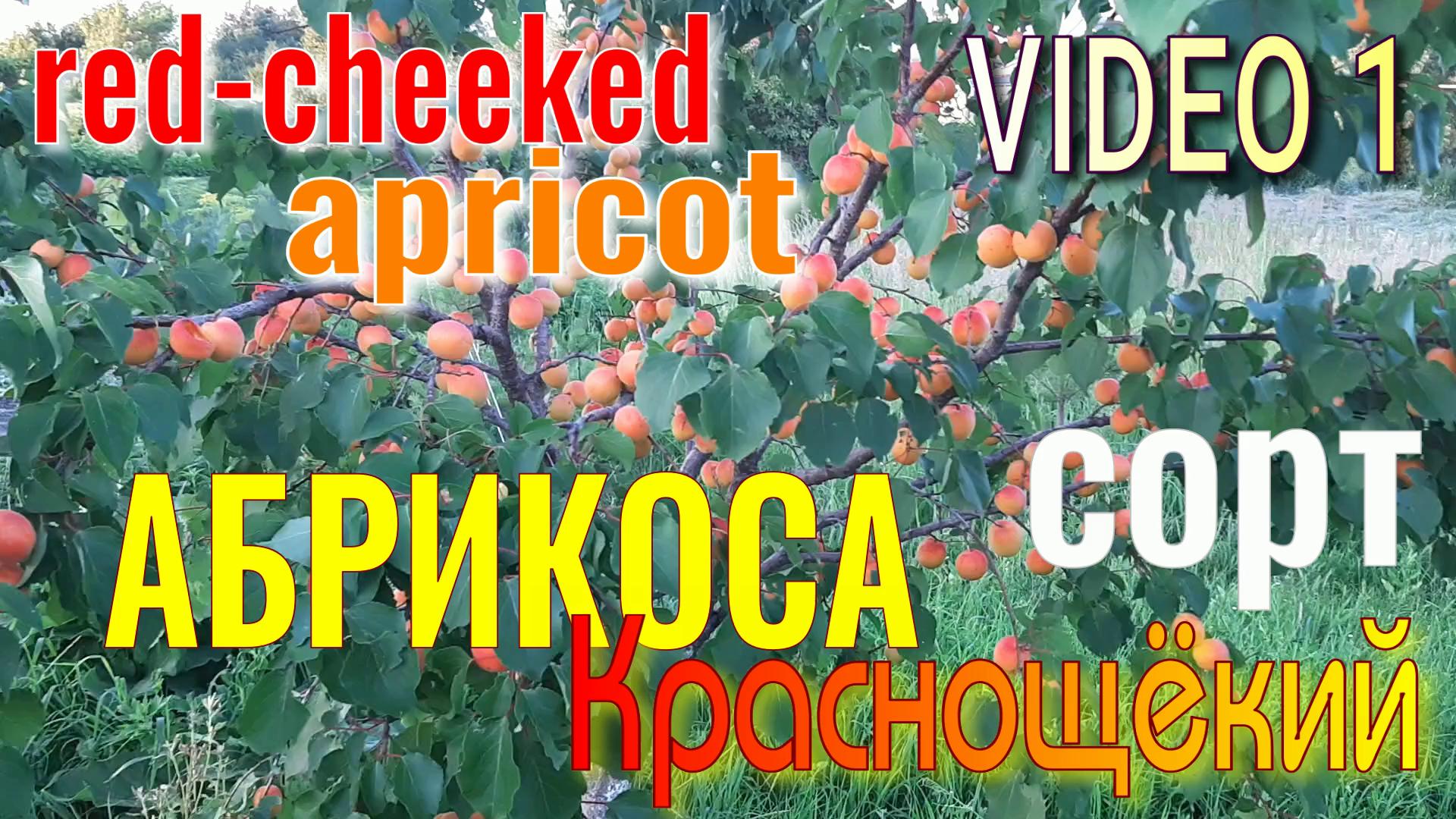 АБРИКОС Краснощёкий. 1 серия. Вкусный, Красивый СОРТ. Второй год Плодоношения.