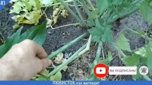 Как выглядит ЛЮБИСТОК (КРУПНЫЙ план) | Как цветет, растет лекарственное растение