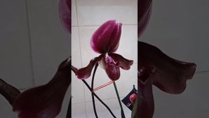 Paph. Schwarze Madonna. Дама с характером)))