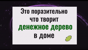Как толстянка притягивает деньги и благополучие в дом