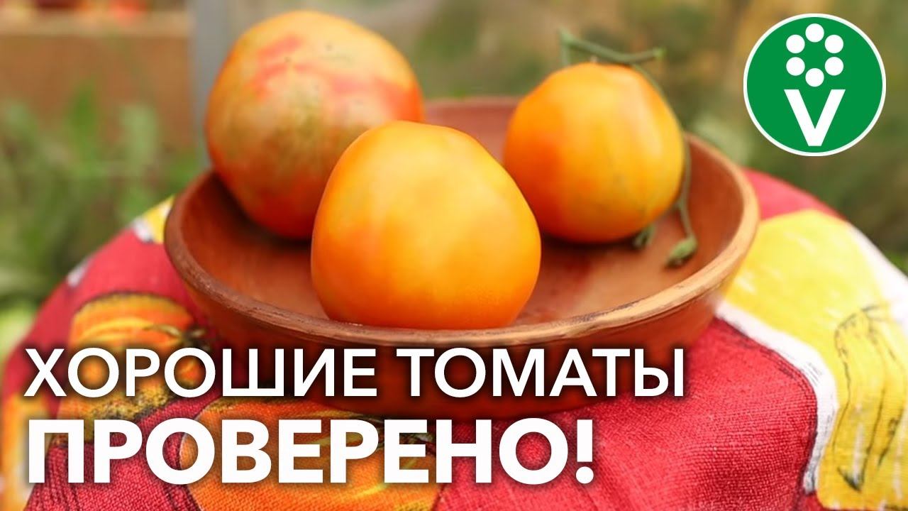 ПРОВЕРЕННЫЕ СОРТА ТОМАТОВ: обзор. Причины НЕРАВНОМЕРНОЙ ОКРАСКИ плодов и какой подкормкой исправить