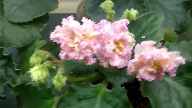 Цветущая полочка в мае смотреть онлайн