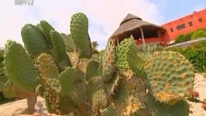 КАНИКУЛЫ В МЕКСИКЕ 26 ВЫПУСК