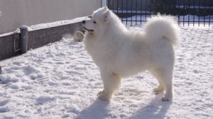 Питомник самоедов Белый Жемчуг /samoyed  BELYI VOLK POTTER / самоед  Белый Волк Поттер