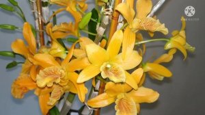 Дендробиум Стардаст / Dendrobium Stardust