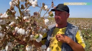 КАК ВЫРАЩИВАЮТ ХЛОПОК?! #хлопок #уборкахлопка #бизнес