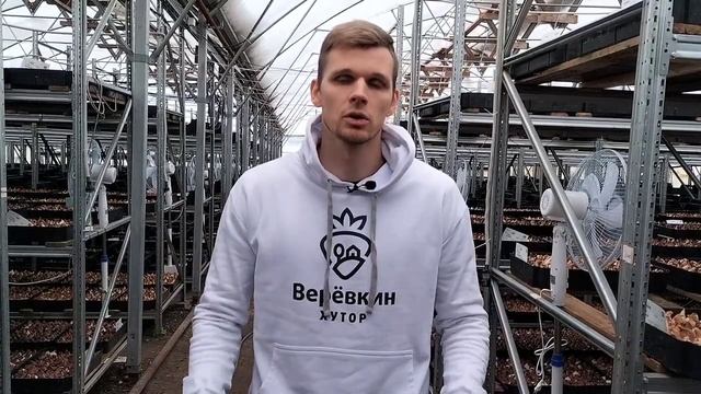 Выгонка тюльпанов на продажу #выгонкатюльпанов смотреть онлайн