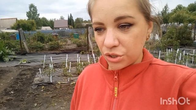 Навожу порядок на огороде /Посадила Тую/Подкормила всё своё добро смотреть онлайн