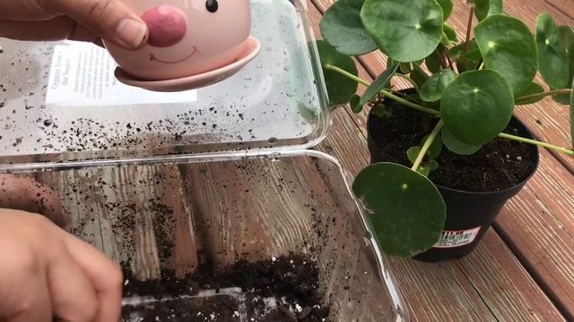 Pilea Peperomioides - Propagation & Repotting смотреть онлайн