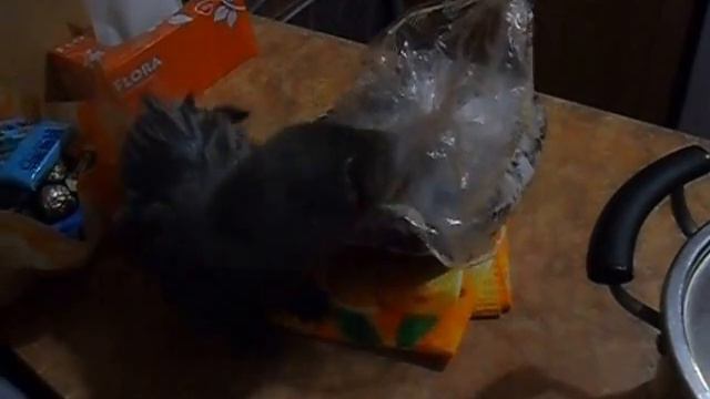 норка в доме смотреть онлайн