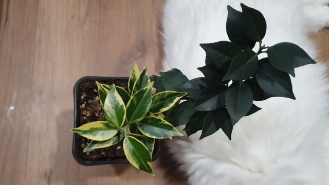 Миртолистный померанец Чинотто смотреть онлайн