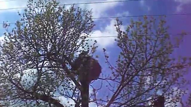 Аисты в Брянской области 3.