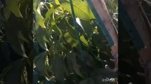 Персик Елгавский в Беларуси