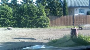 Охота кота на зайца
