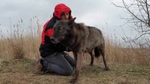 ЧЕЛОВЕК УЧИТ  ВОЛКА ВЫТЬ. Канадский ручной волк  на прогулке. Вой волка .Black Canadian wolf