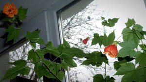 Абутилон или домашний клён. Популярное комнатное растение.