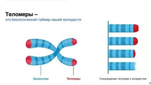 Бессмертные клетки HeLa | Молекулярная биология