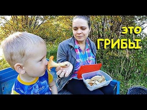 ЭТО ЛИСИЧКИ НАПРИМЕР..