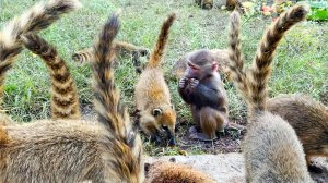 Люся в ШОКЕ от ФРАНЦУЗСКОЙ КУХНИ! Ей такого раньше не предлагали! А носухи ОЦЕНИЛИ ПО ДОСТОИНСТВУ!