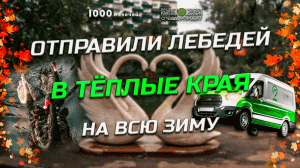 Отправка лебедей на зимовку. Добрые дела «СпецДорПроект».
