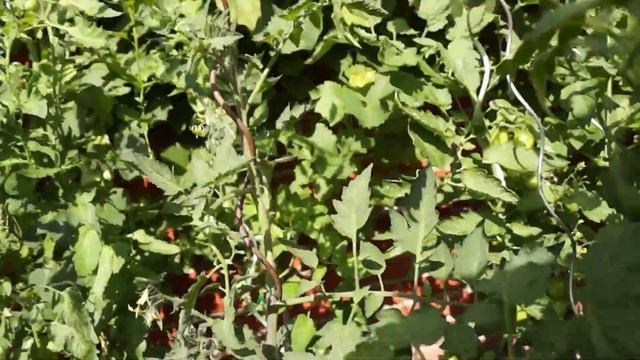 Мой Сад и огород на середину июля смотреть онлайн