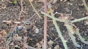 Садовый влог.   Как перезимовали розы.