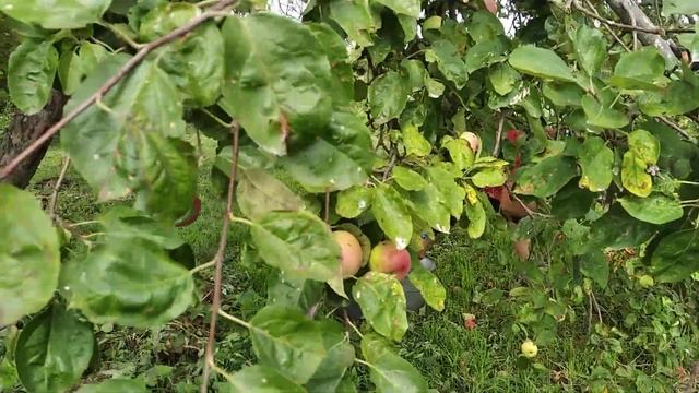 В сад за яблоками ??! Бабушкин фруктовый сад! Собираем яблоки! смотреть онлайн