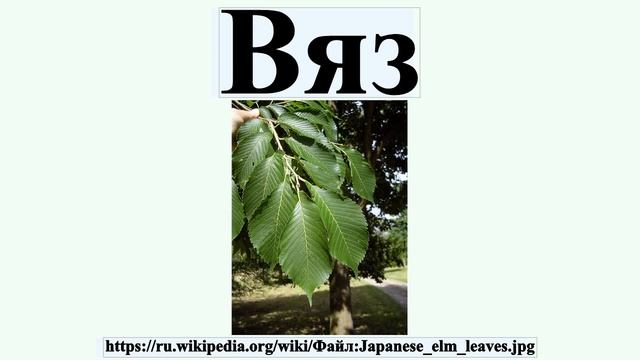 Вяз
