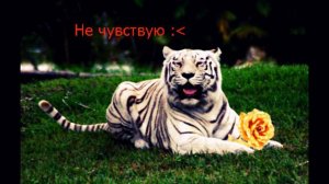 Тигр против медведя (Сильнейшие из зверей) #1