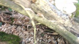 Опята зимние. Фламулина. Собираем без опаски.