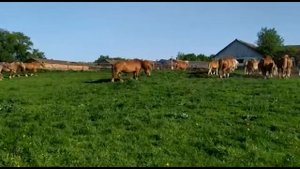 Кобылы приходят домой. Перевозский конный завод