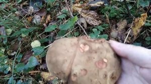 Ложные опята и крупный моховик