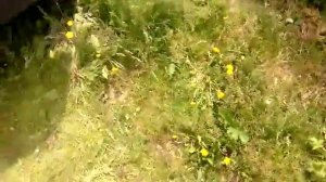 Реле давления масла C24NE Opel Frontera A