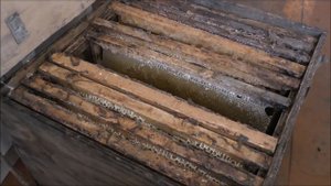 Охота на кабана на овсах