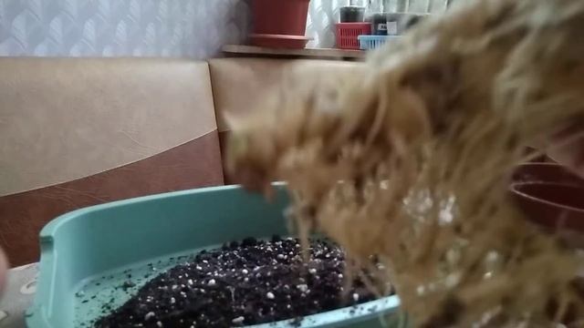 Пересадка моего Адениума. смотреть онлайн