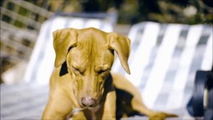 Как лают собаки