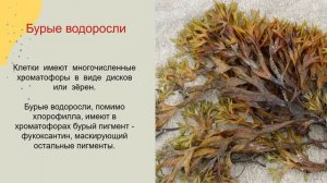 Biology для всех.  Отдел  Бурые и красные водоросли. Baranciuc Liudmila