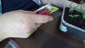 Острый перец: какие семена взошли, какие не взошли