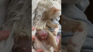 Огромная опухоль у кошки