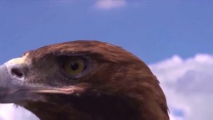 Гипнороды - гипно-погружение в мягкие естественные роды ✨