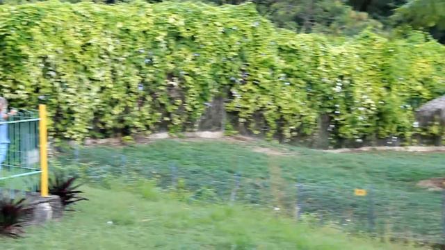 Лучший зоопарк Доминиканы National Zoological Park - обзор экскурсии с Ариной. смотреть онлайн