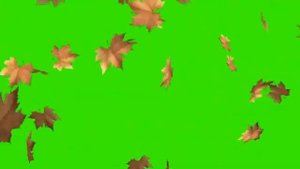 футаж хромакей листья осени #листья #осенний #листопад