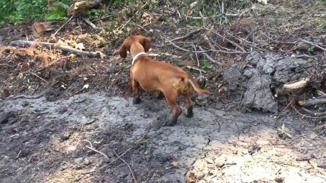 Dachshund - Betty