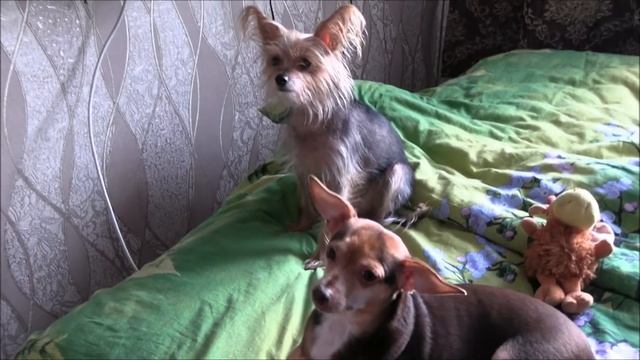 Русский той-терьер – сын Китайской хохлатой собаки смотреть онлайн